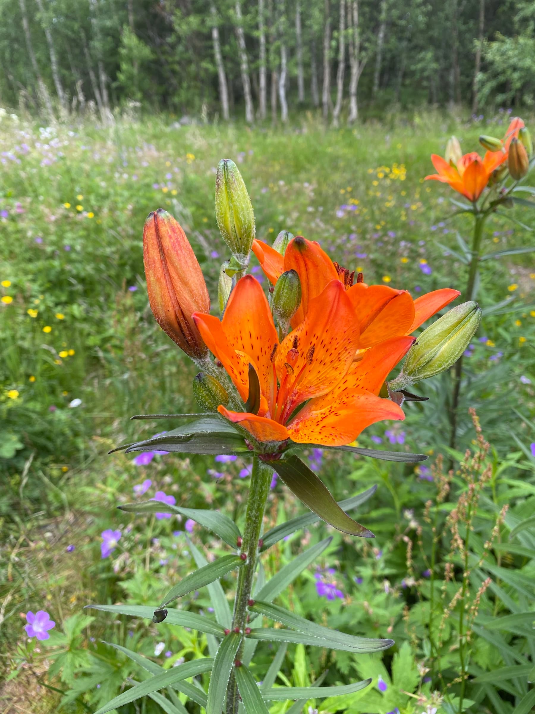 Vilda liljor blommar på näset