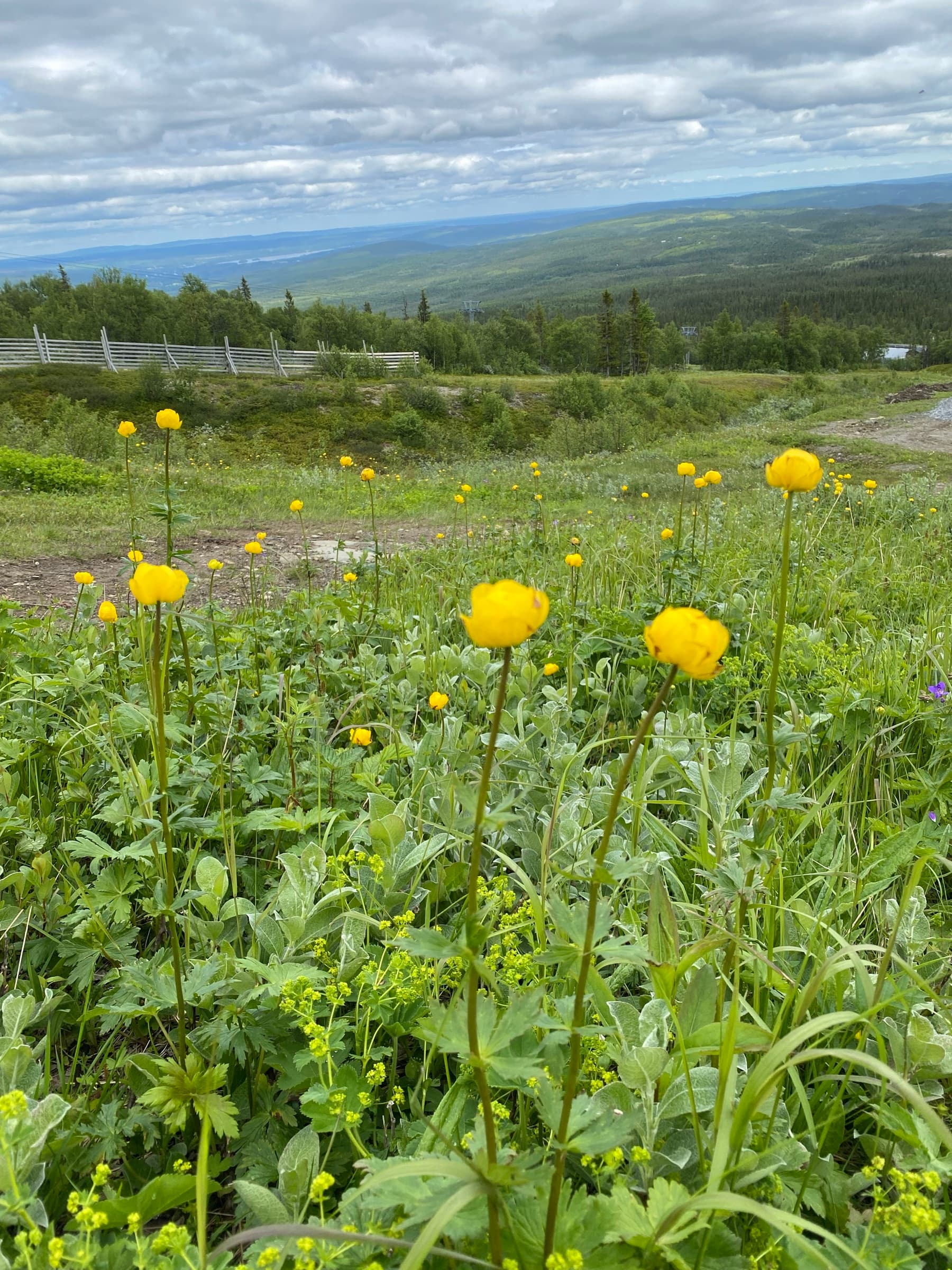 Smörbollar i fjällsluttningen