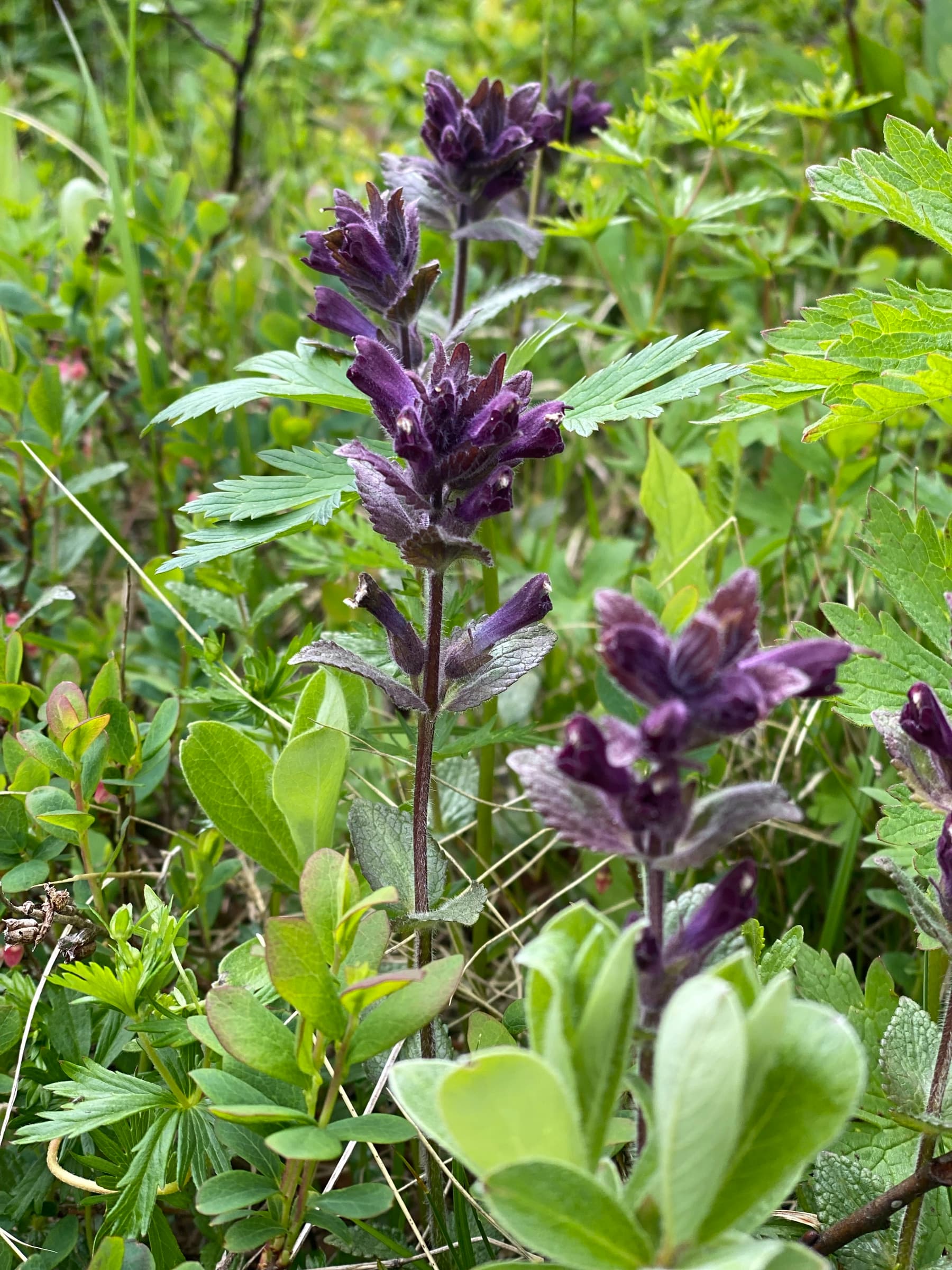 Fjällflora i ängen