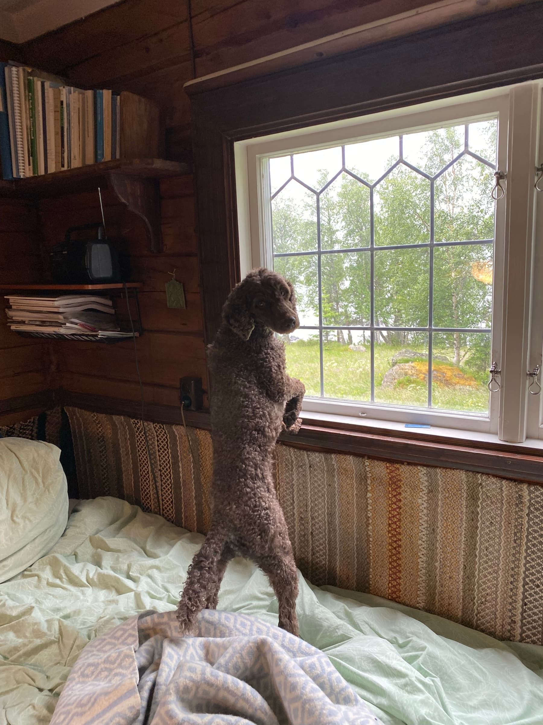 Hunden vaktar vid fönstret
